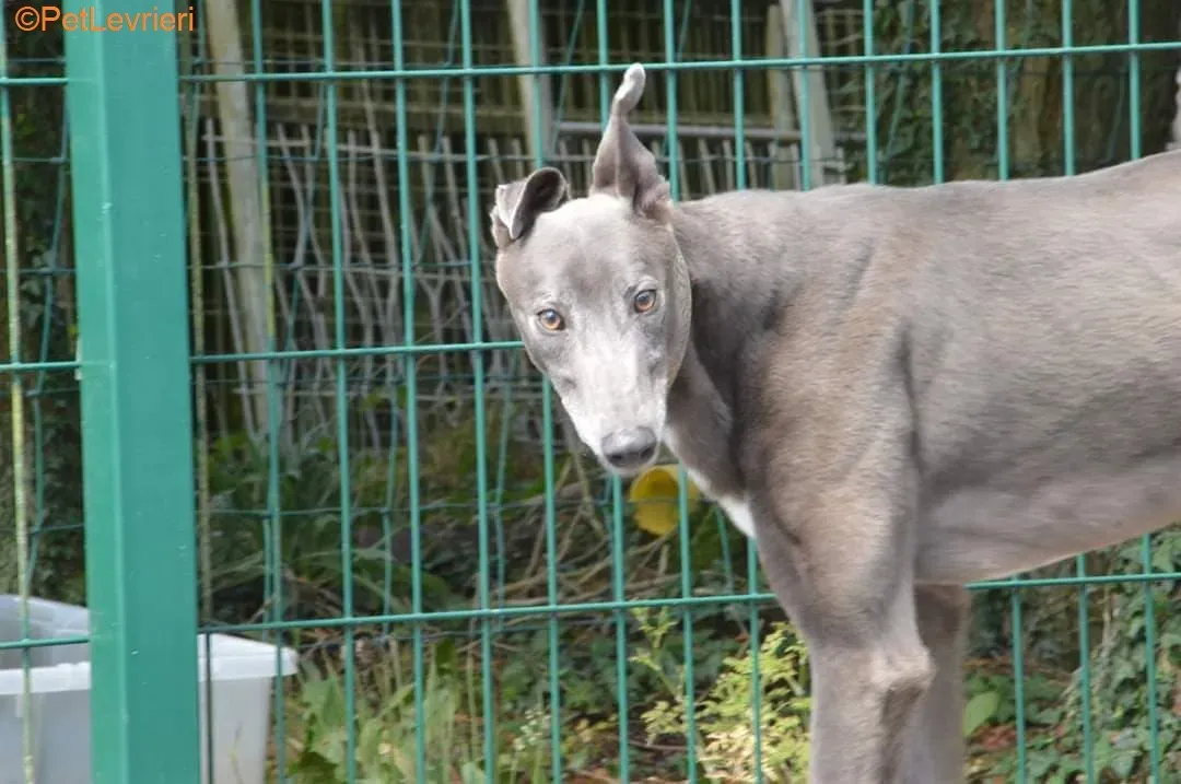 Eiffel adozione levrieri greyhound 5