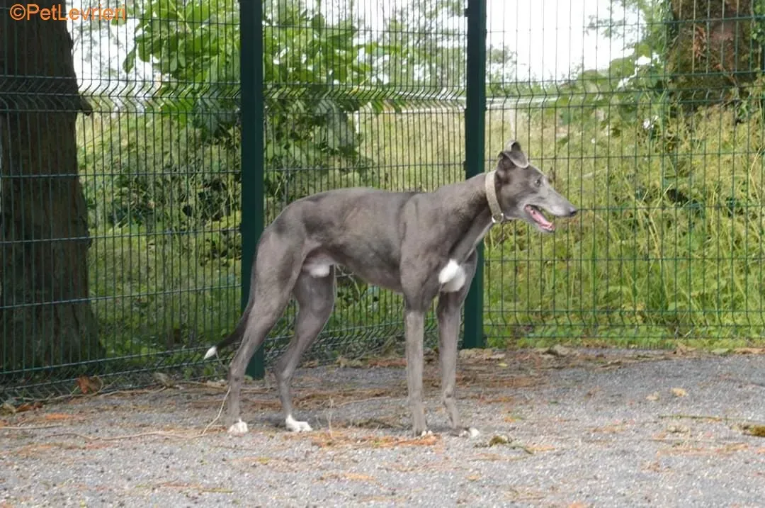 Eiffel adozione levrieri greyhound 6
