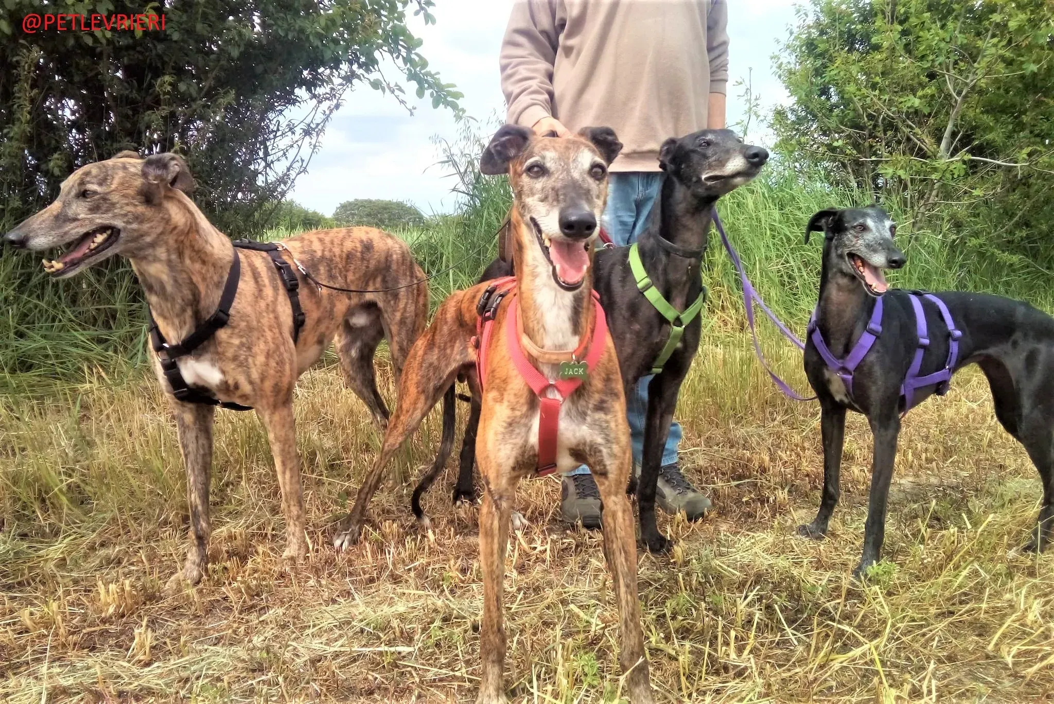 El Cid Caruso adozione levrieri galgo 2