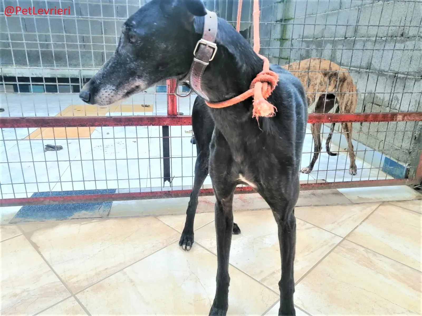 El Cid Chip 0271 adozione levrieri galgo 01 1