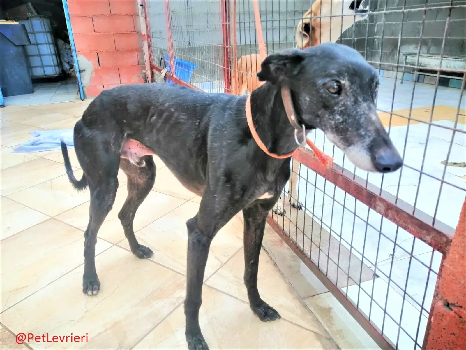 El Cid Chip 0271 adozione levrieri galgo 02 1