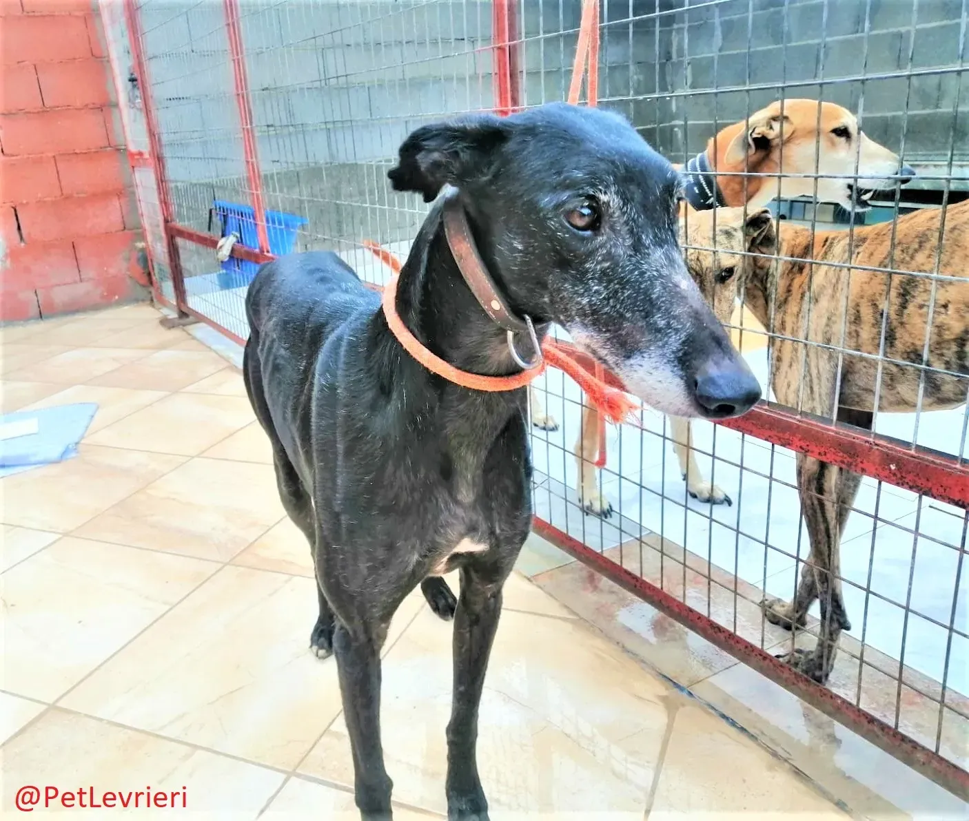 El Cid Chip 0271 adozione levrieri galgo 03 1