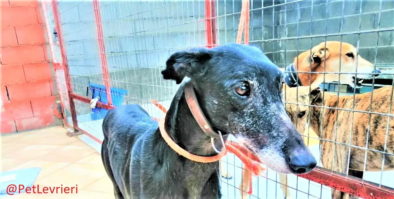 El Cid Chip 0271 adozione levrieri galgo 04 1