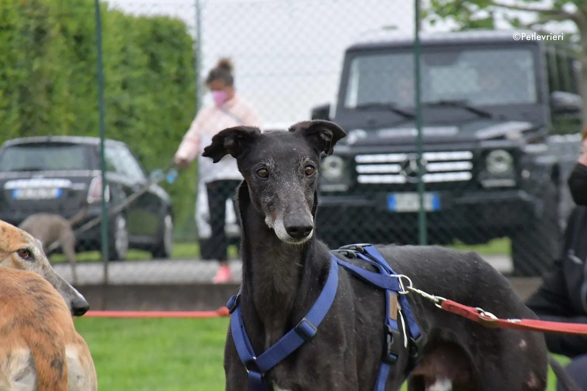 El Cid Chip 0271 adozione levrieri galgo 05