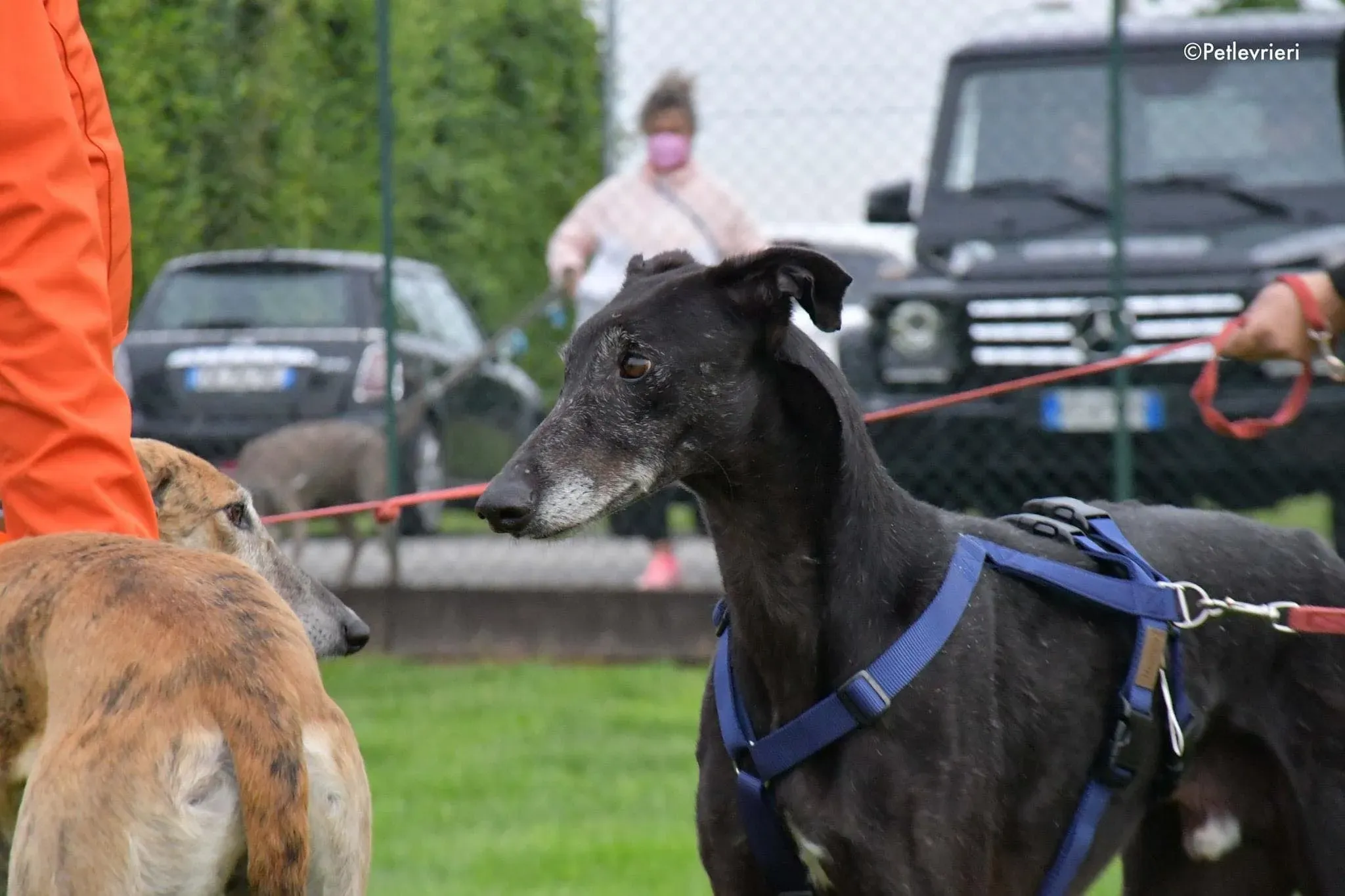 El Cid Chip 0271 adozione levrieri galgo 06