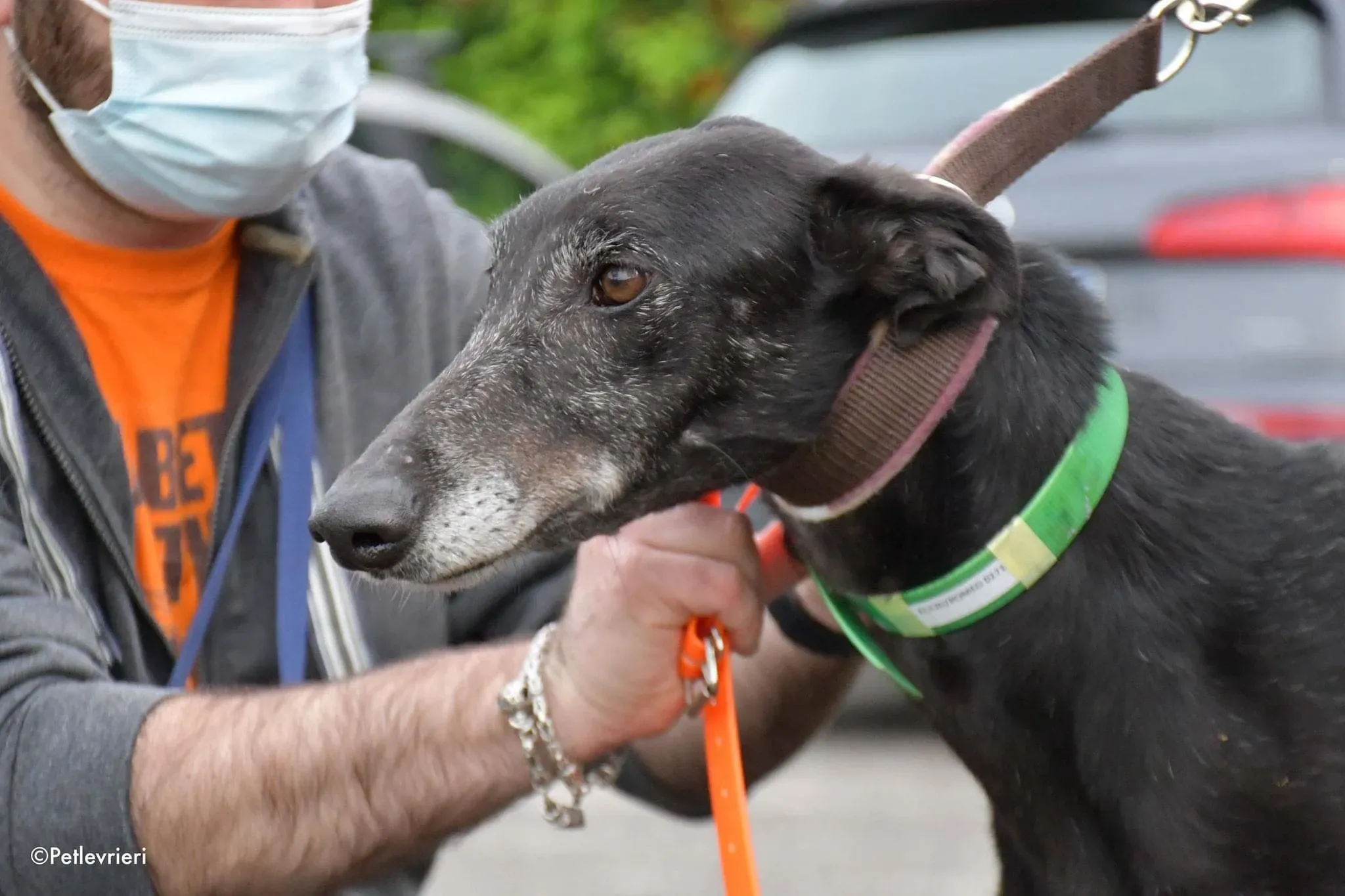 El Cid Chip 0271 adozione levrieri galgo 07