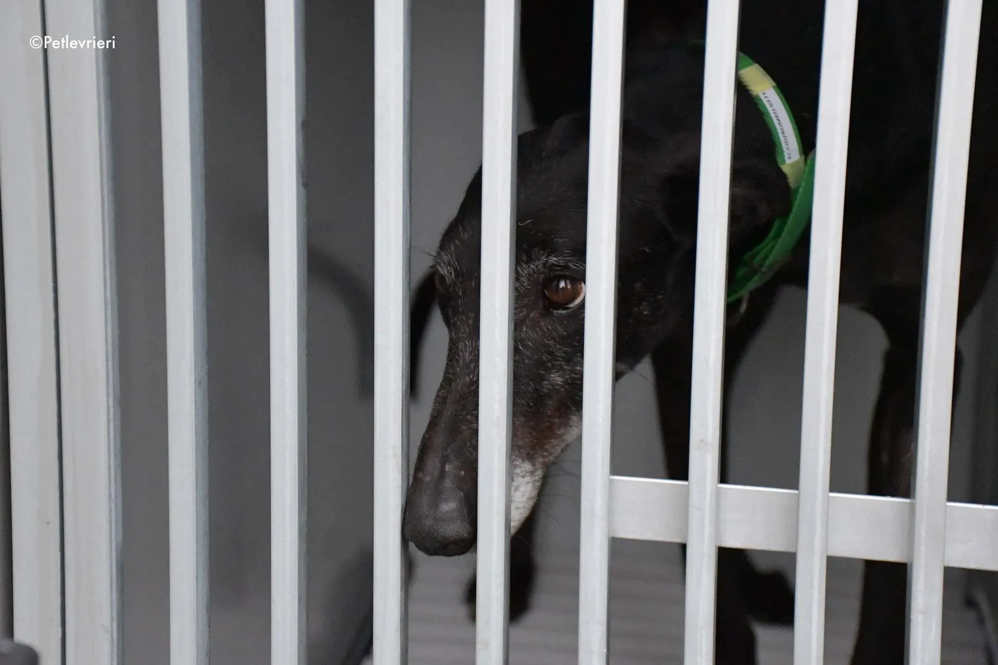 El Cid Chip 0271 adozione levrieri galgo 08