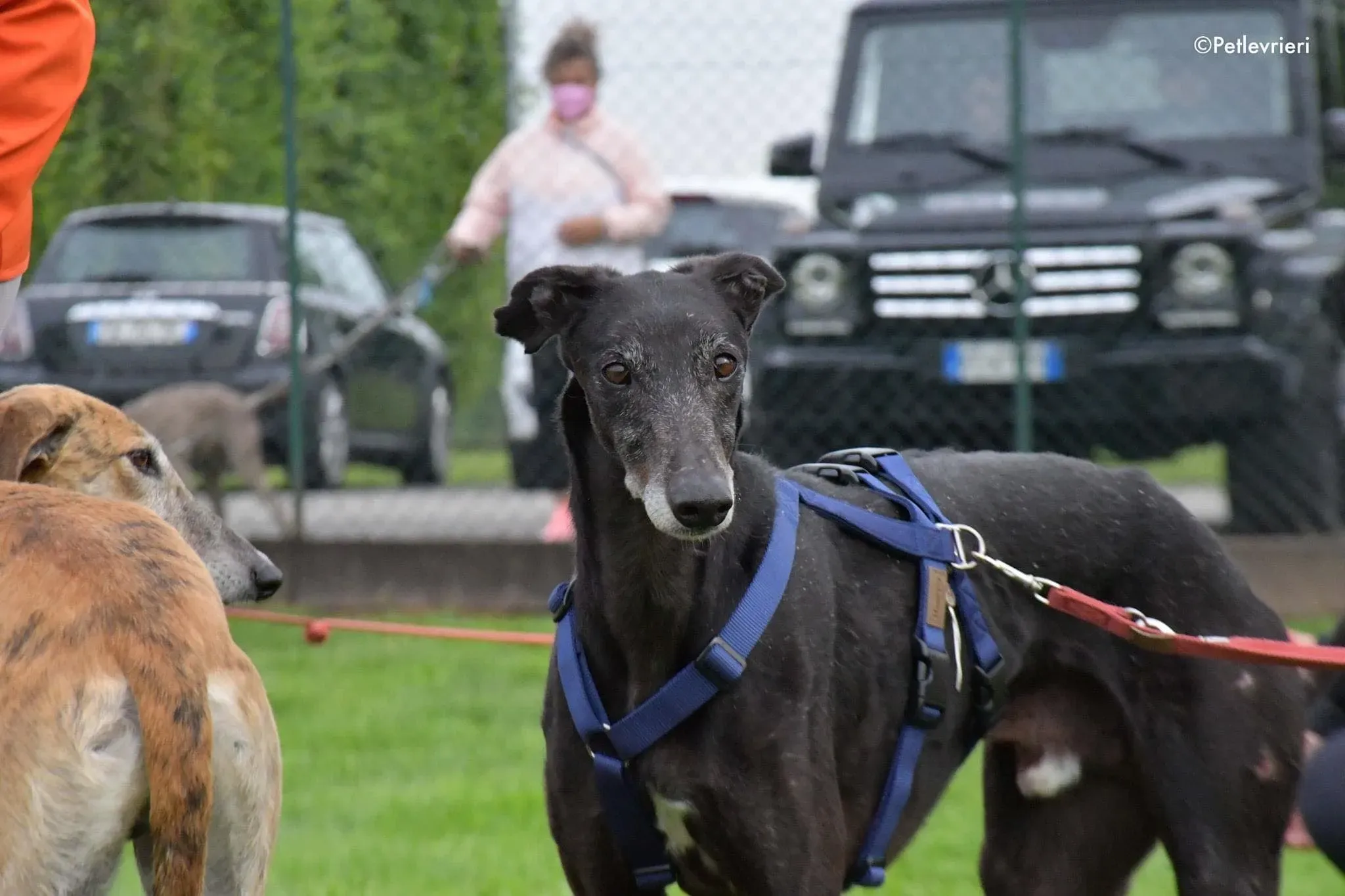 El Cid Chip 0271 adozione levrieri galgo 09