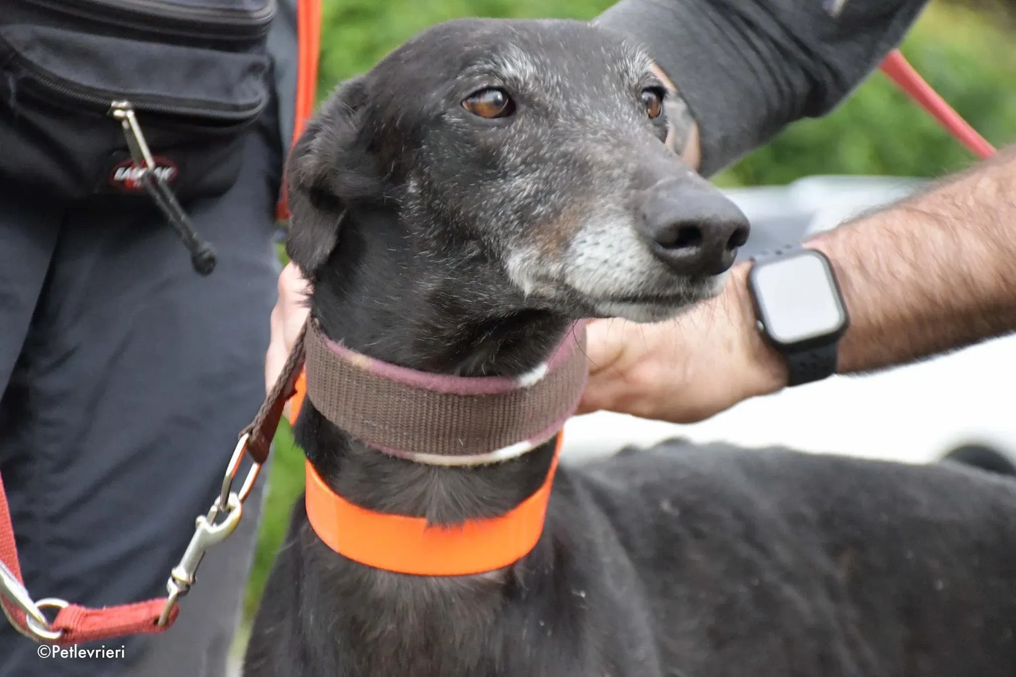 El Cid Chip 0271 adozione levrieri galgo 10