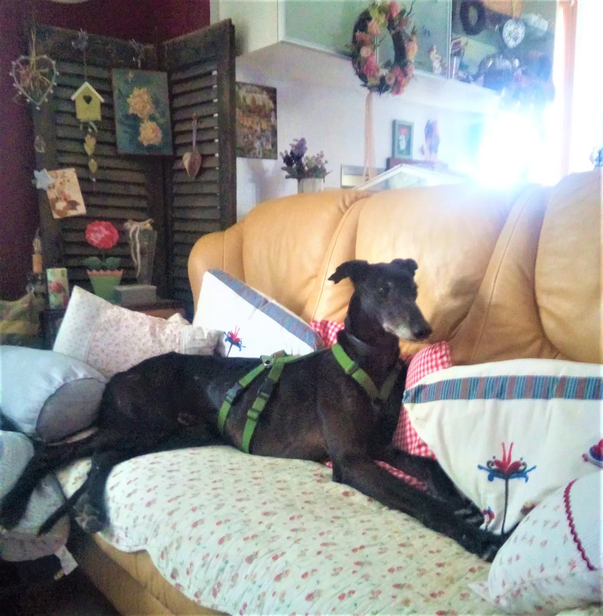 El Cid Chip 0271 adozione levrieri galgo 11 2