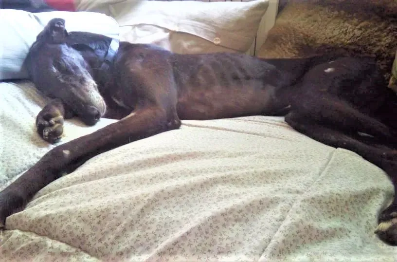 El Cid Chip 0271 adozione levrieri galgo 14 2