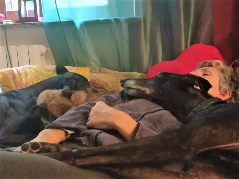 El Cid Chip 0271 adozione levrieri galgo 17 2