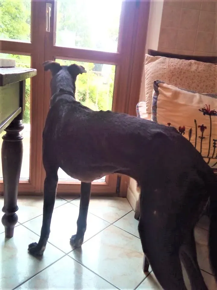 El Cid Chip 0271 adozione levrieri galgo 18 2