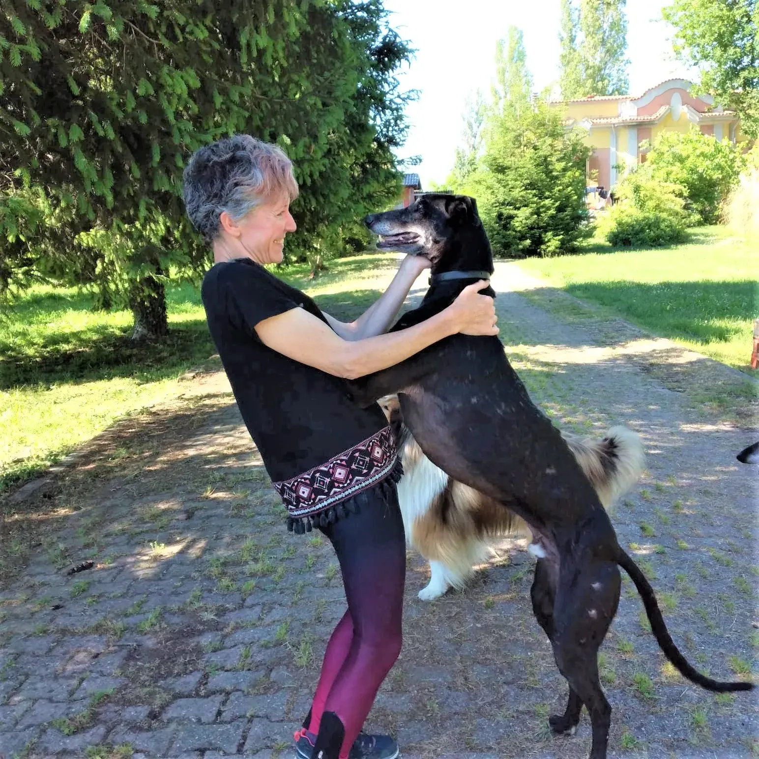 El Cid Chip 0271 adozione levrieri galgo 20 2