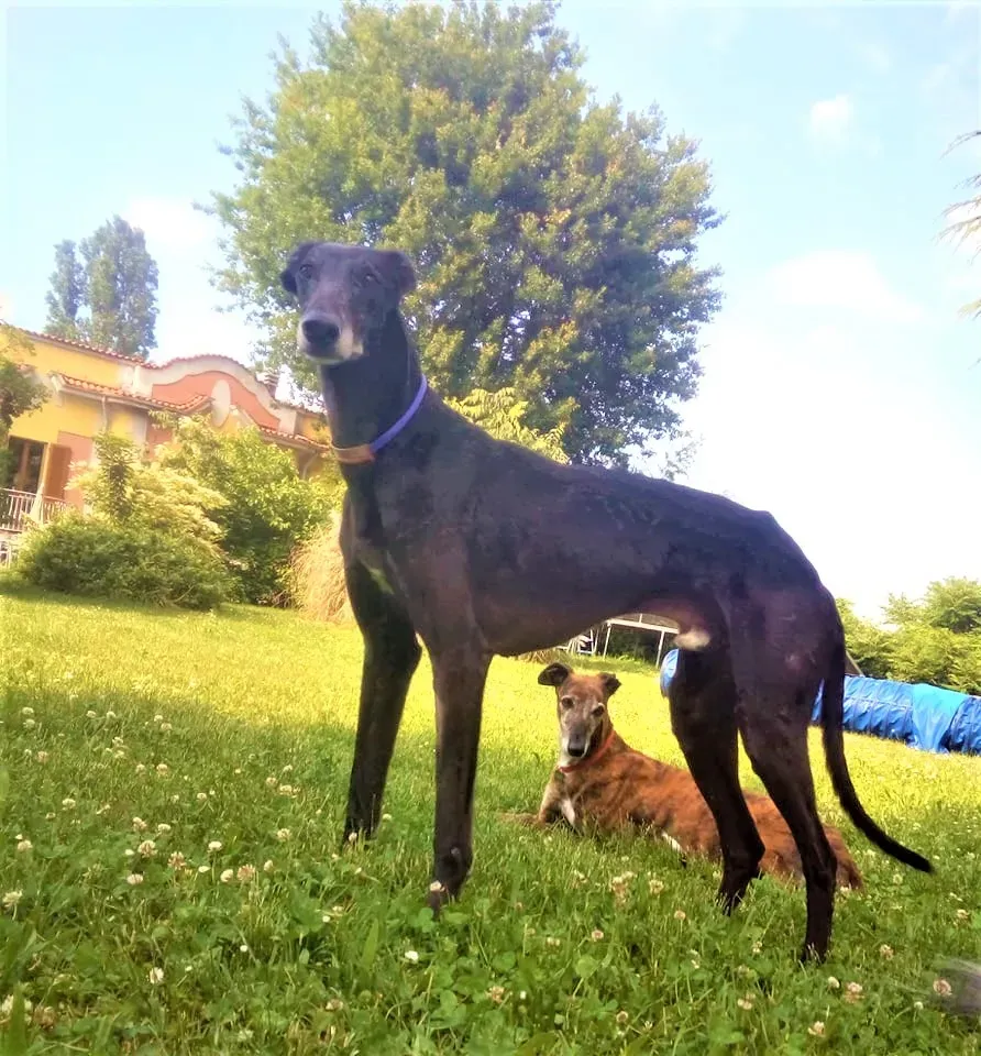 El Cid adozione levrieri galgo 41 2