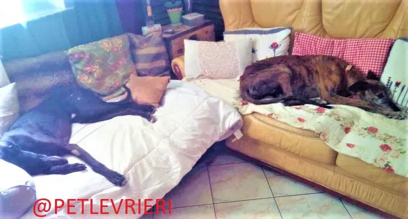 El Cid e Caruso adozione levrieri galgo 02 2