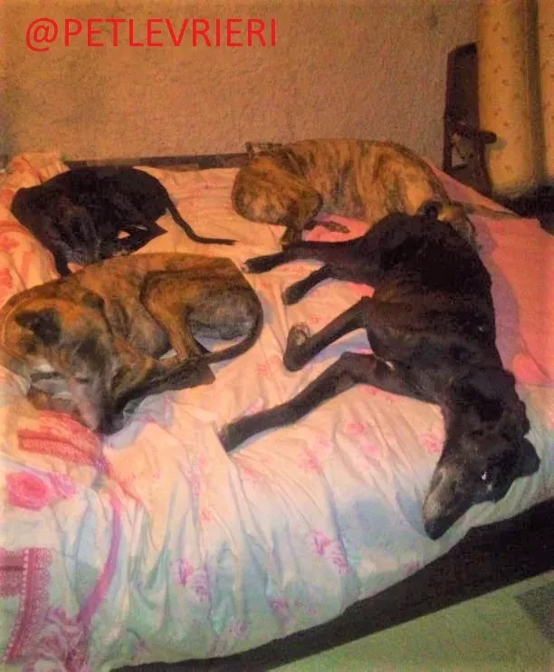 El Cid e Caruso adozione levrieri galgo 03 2