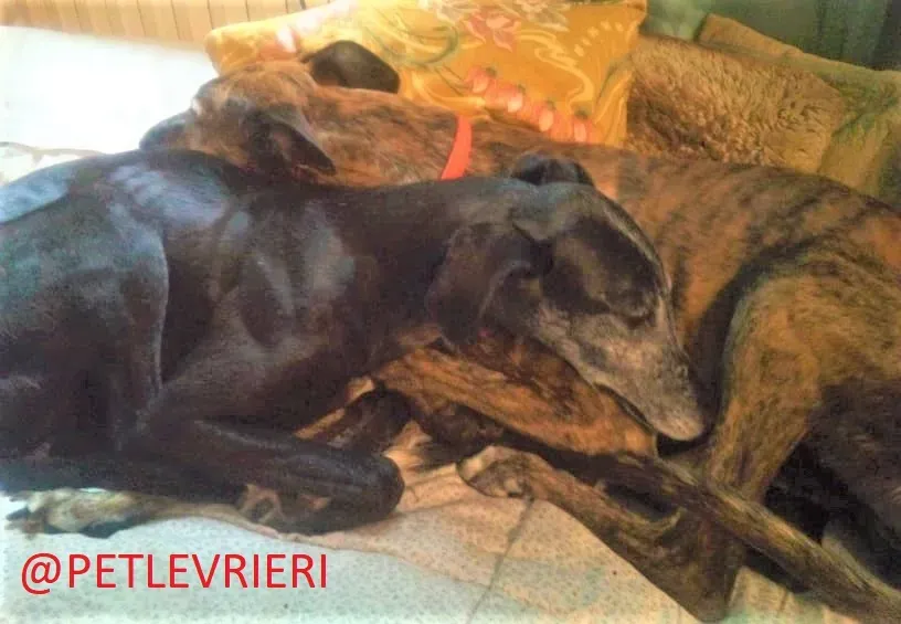 El Cid e Caruso adozione levrieri galgo 04 2