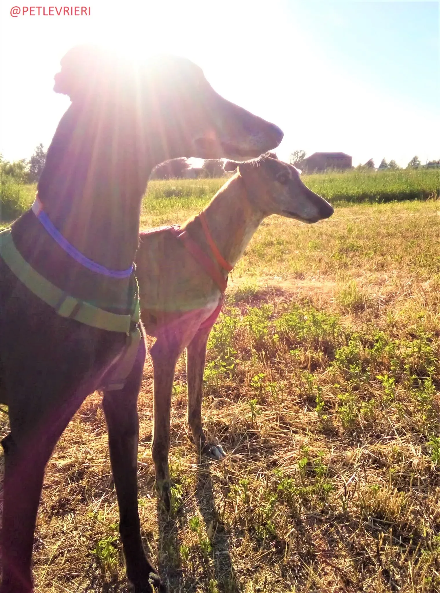 El Cid e Caruso adozione levrieri galgo 05 2