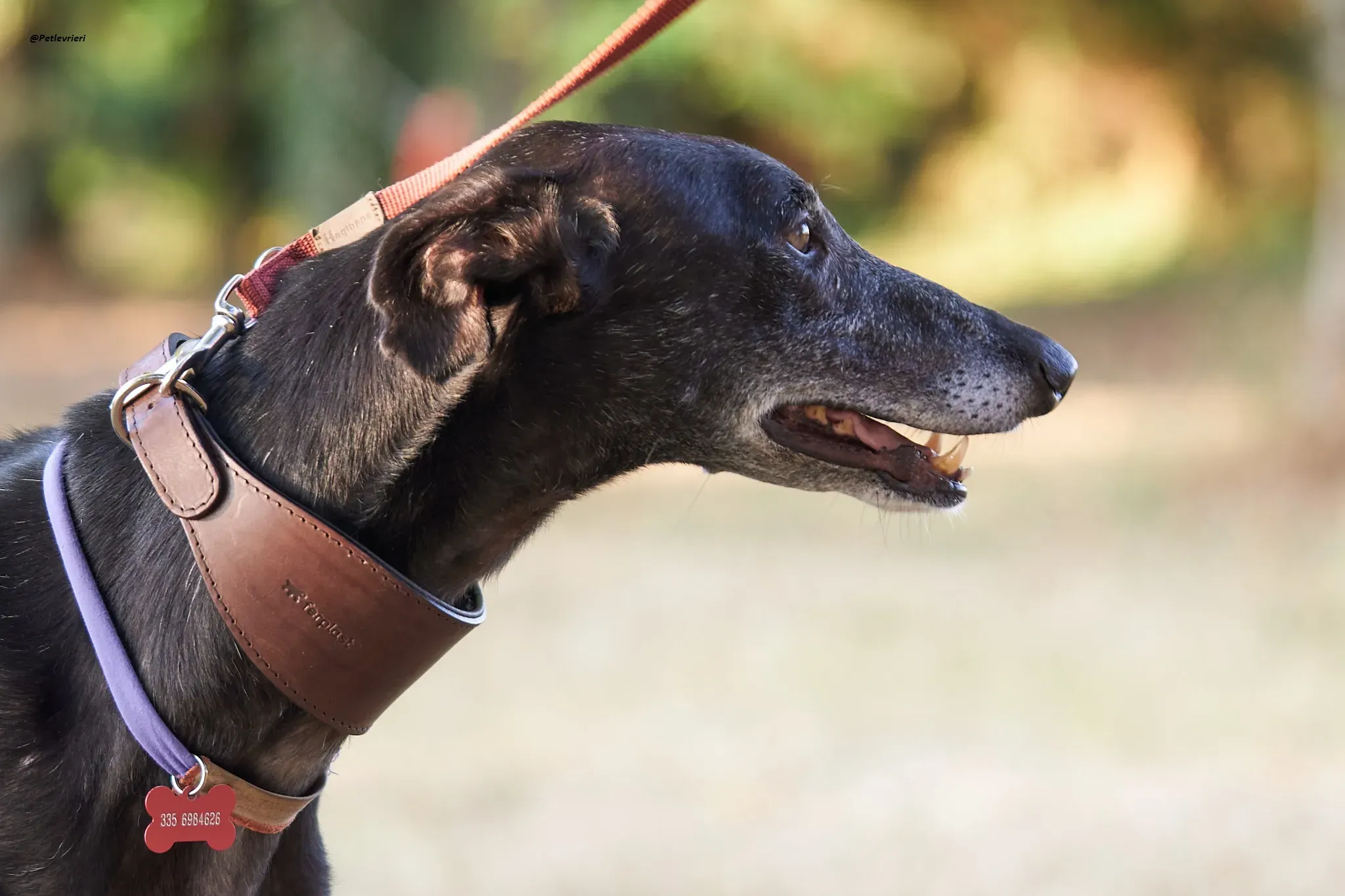 El Cid model galgo adozione lvrieri 1