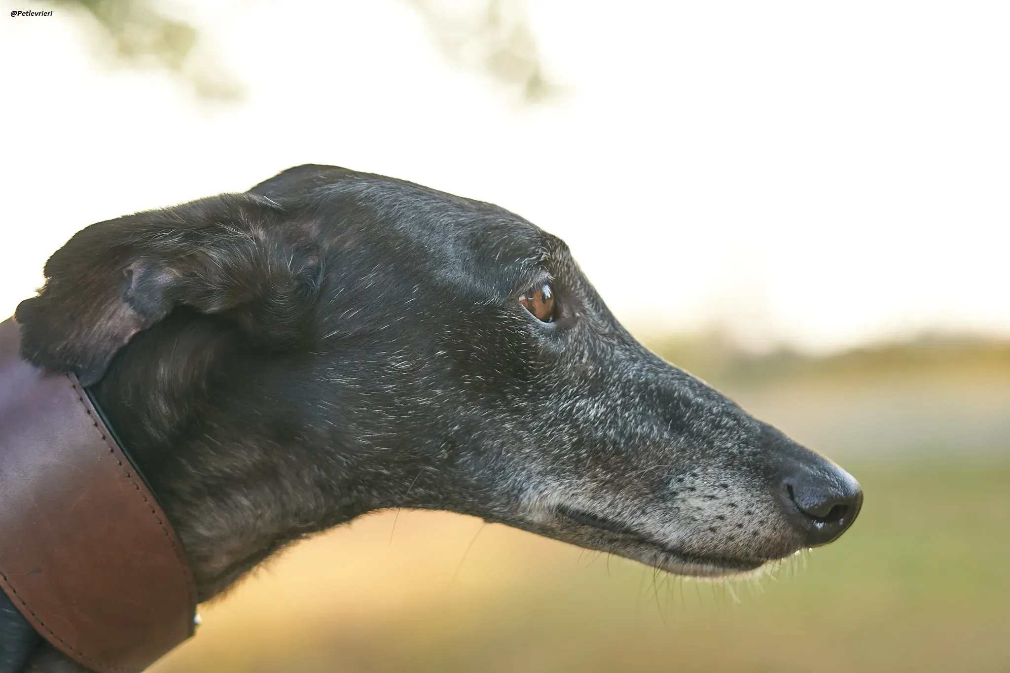 El Cid model galgo adozione lvrieri 10