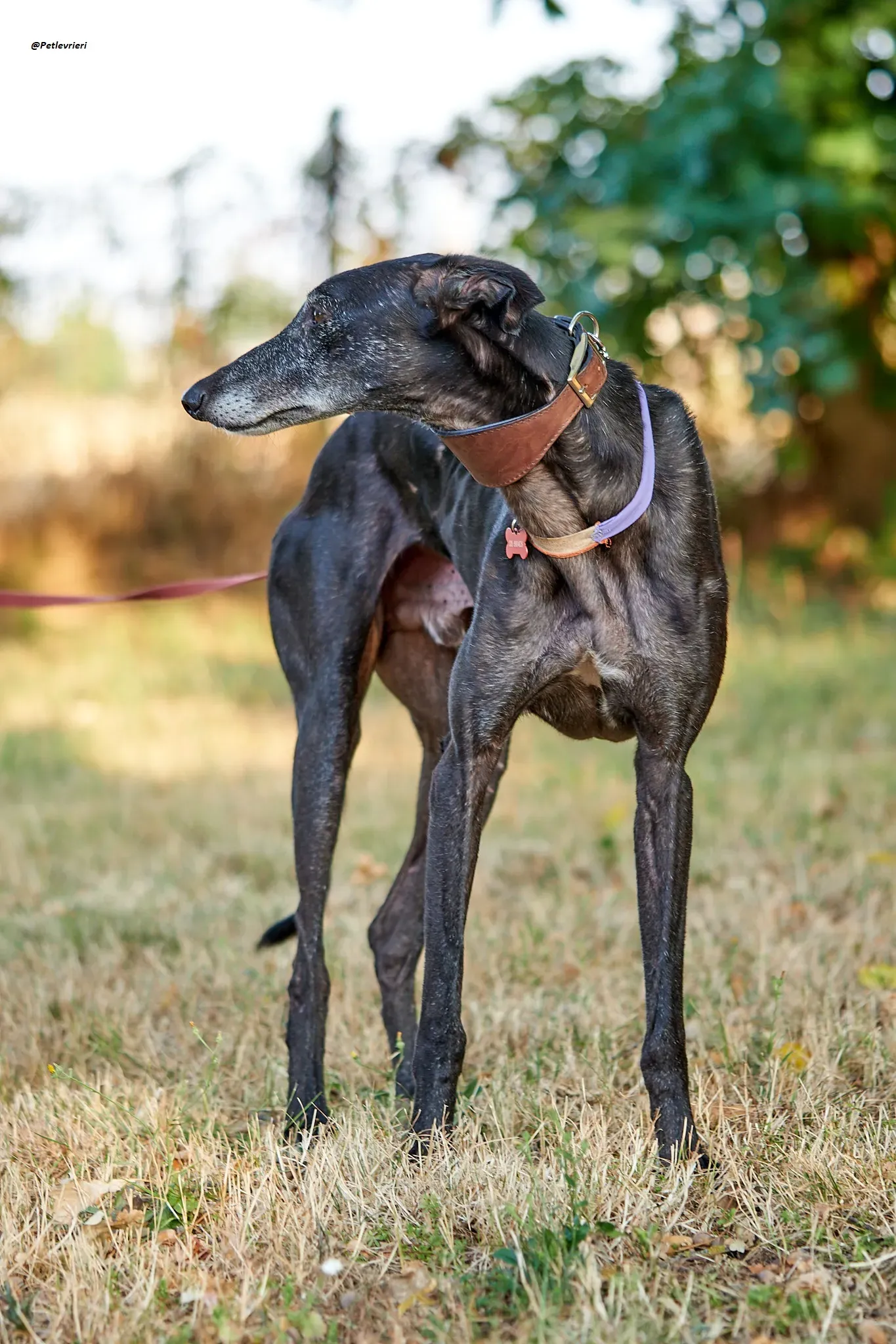 El Cid model galgo adozione lvrieri 11