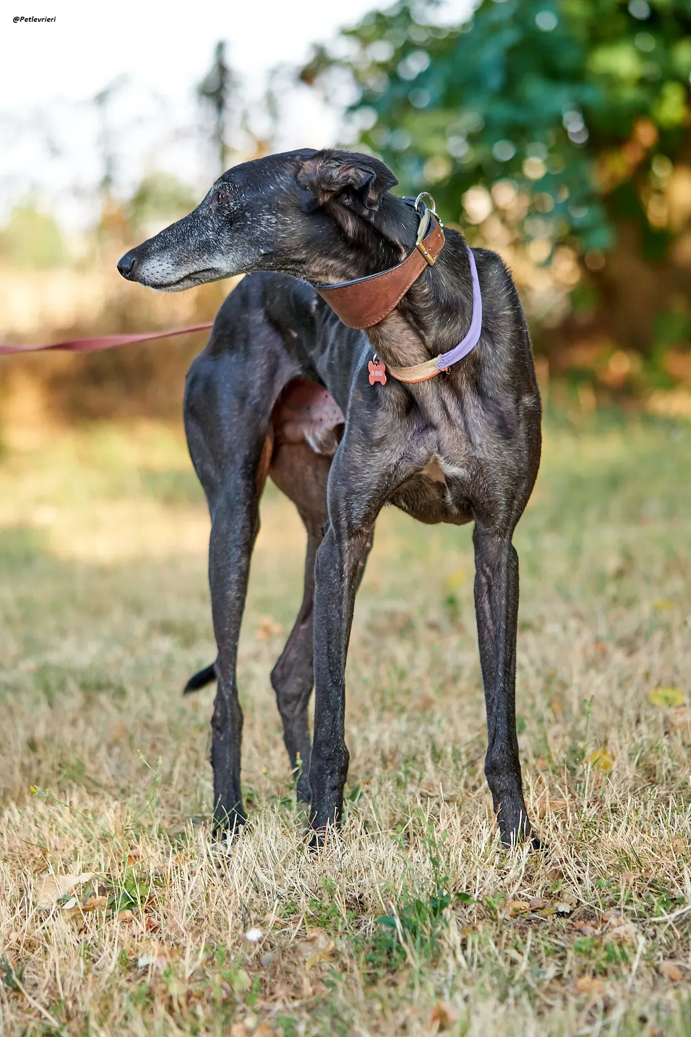 El Cid model galgo adozione lvrieri 12