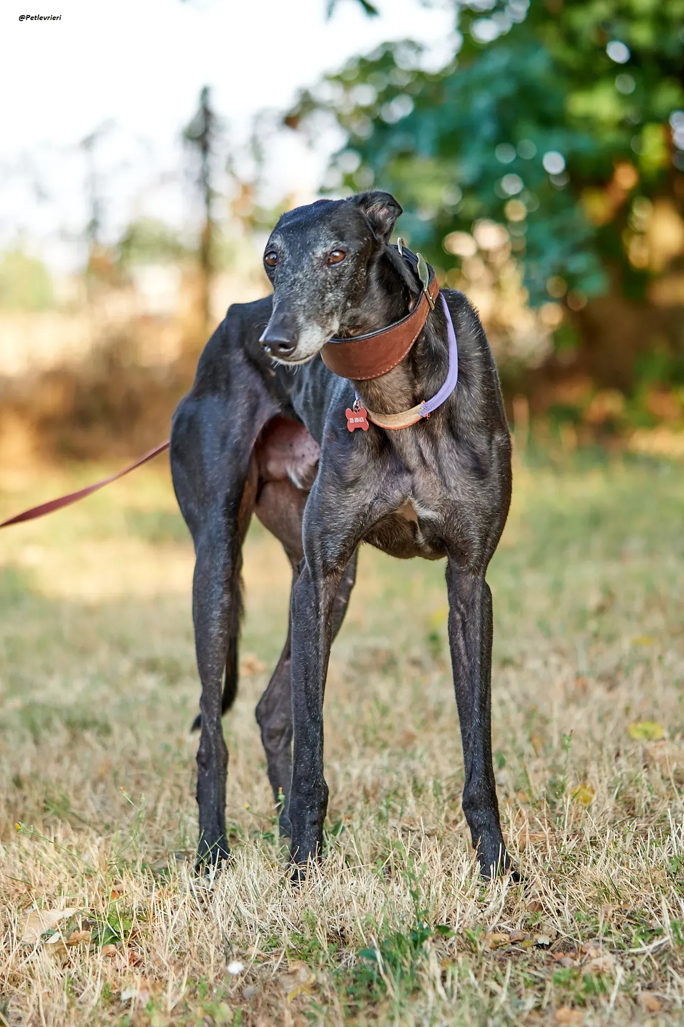 El Cid model galgo adozione lvrieri 13