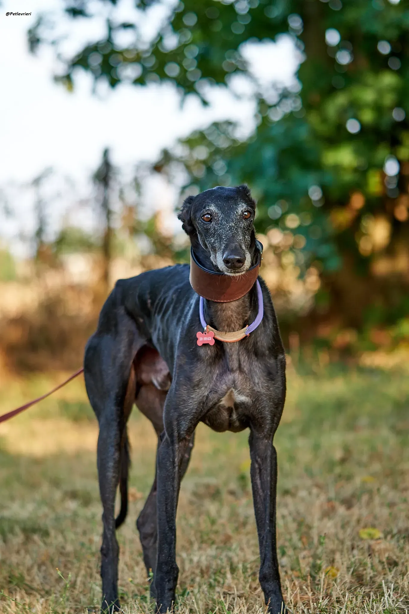 El Cid model galgo adozione lvrieri 14