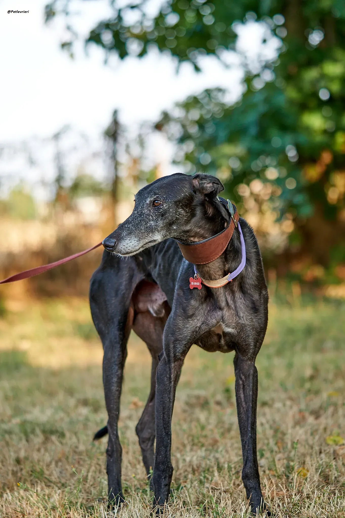 El Cid model galgo adozione lvrieri 15