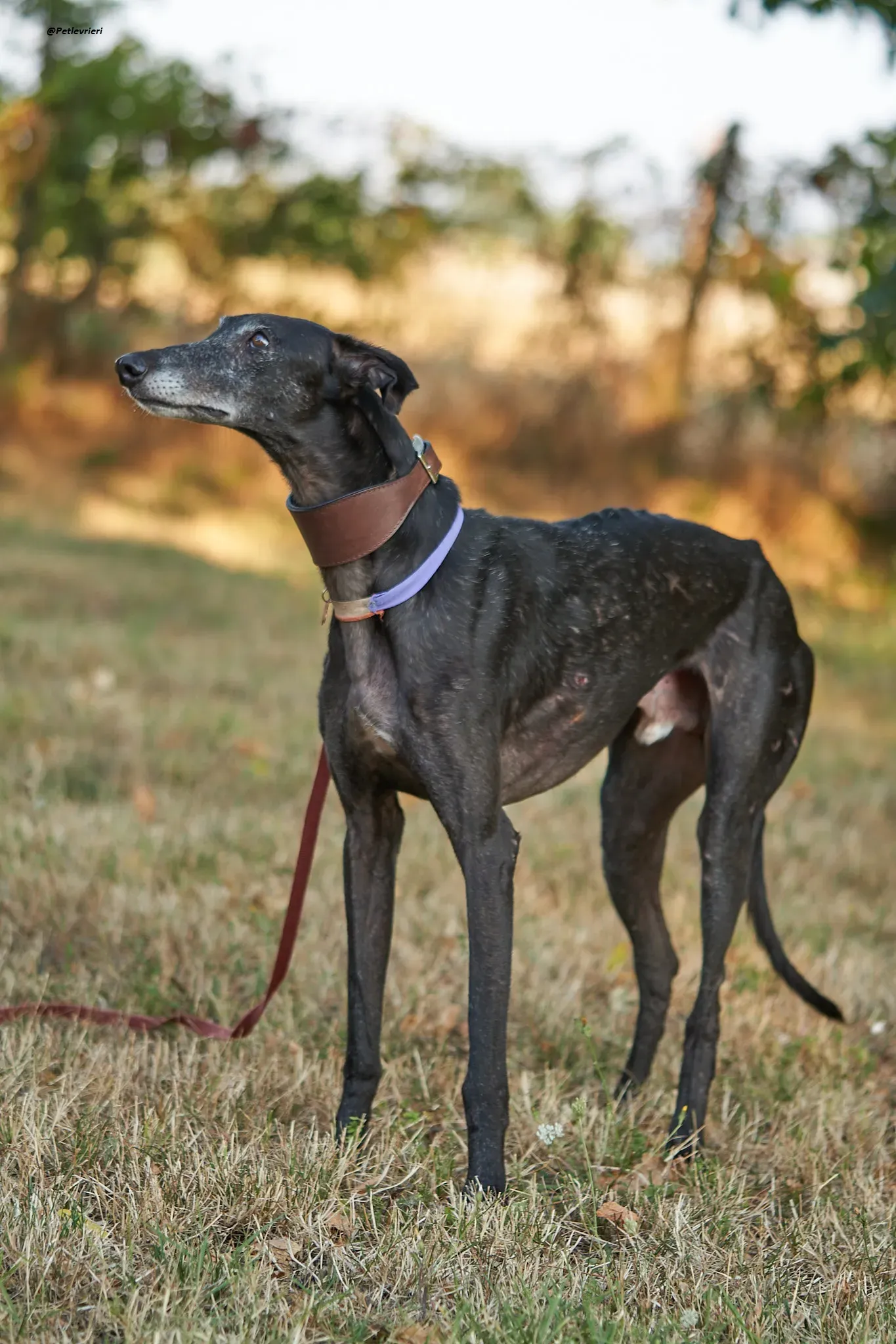 El Cid model galgo adozione lvrieri 16