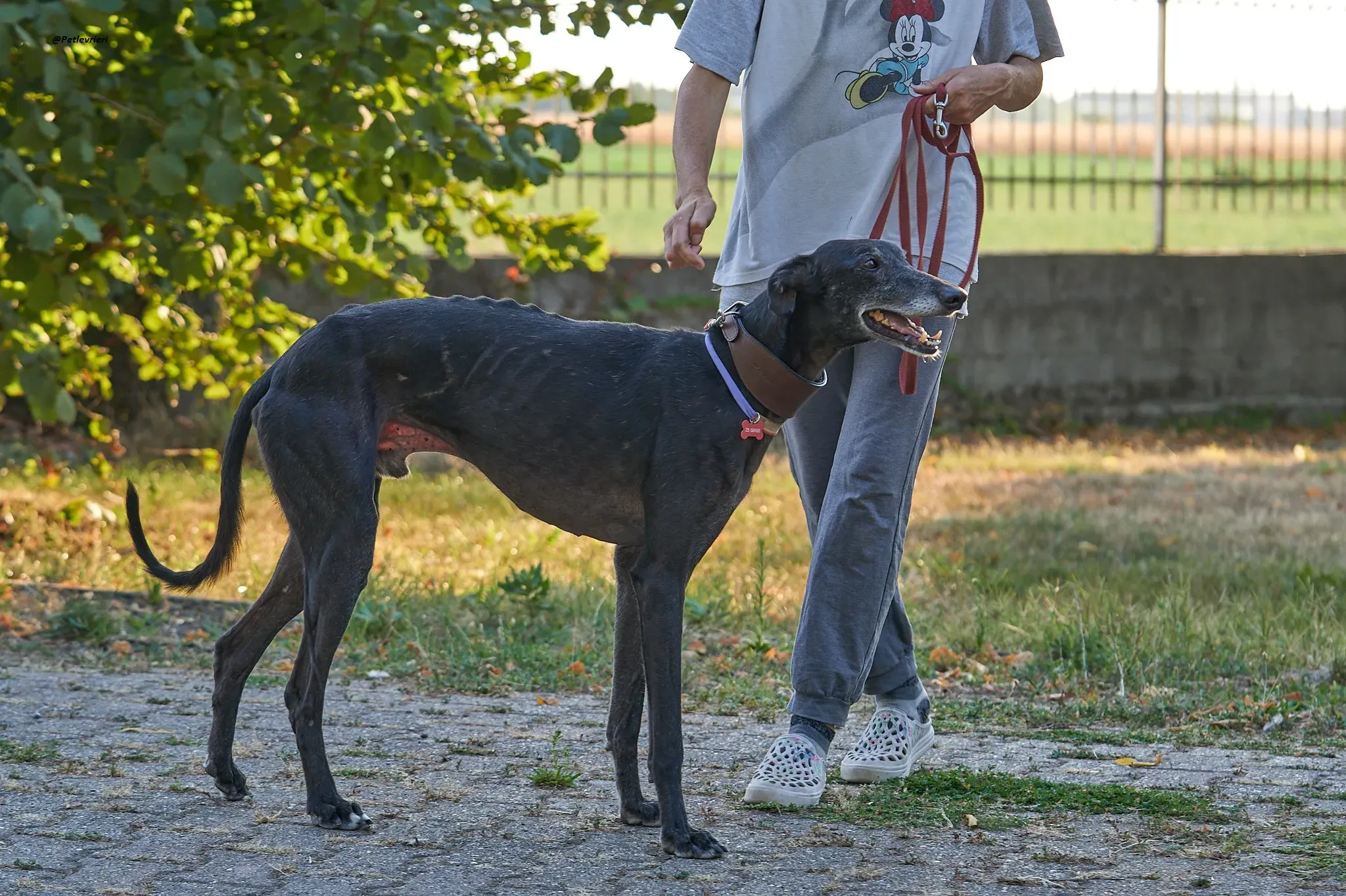 El Cid model galgo adozione lvrieri 17