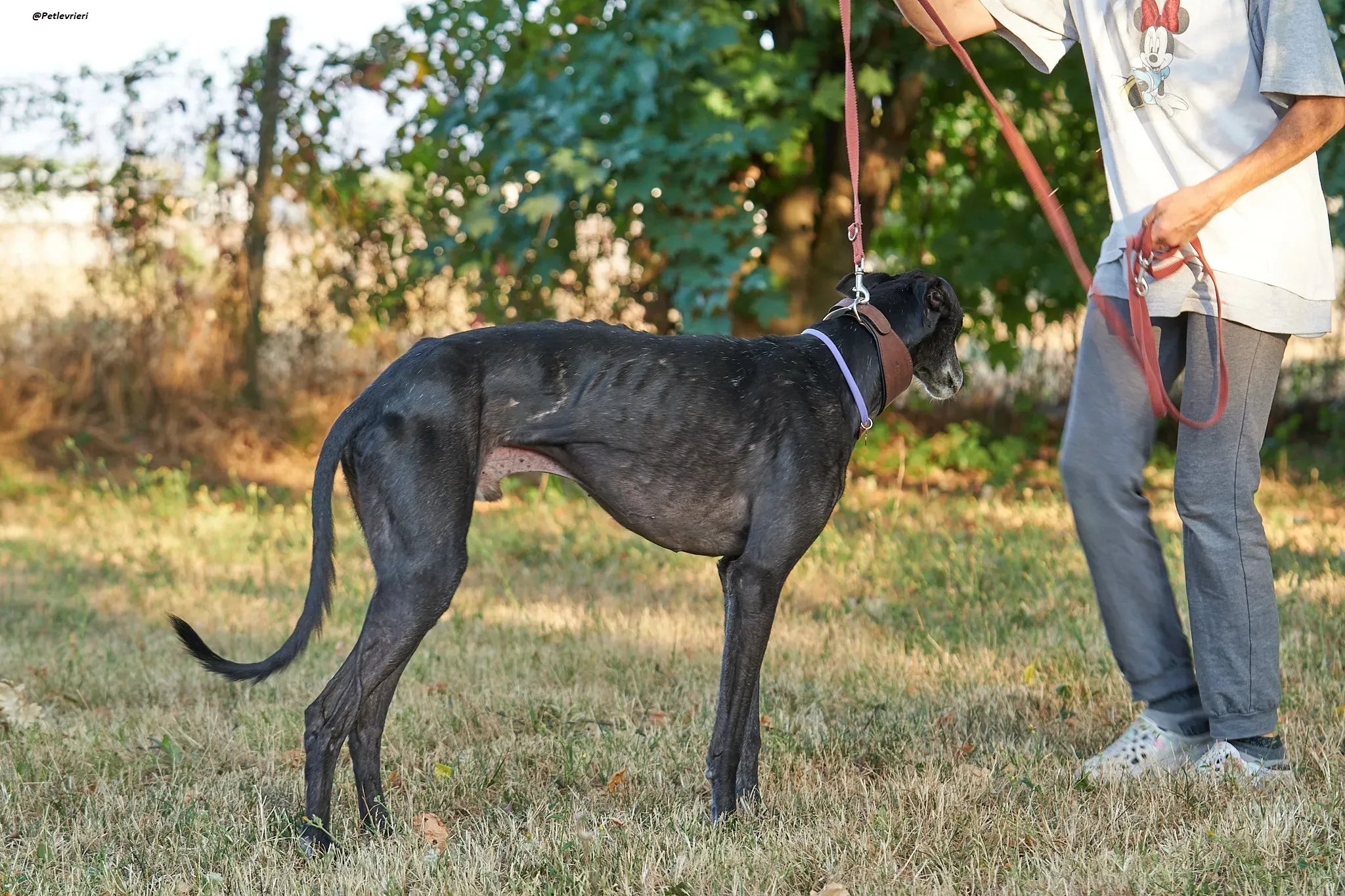 El Cid model galgo adozione lvrieri 18