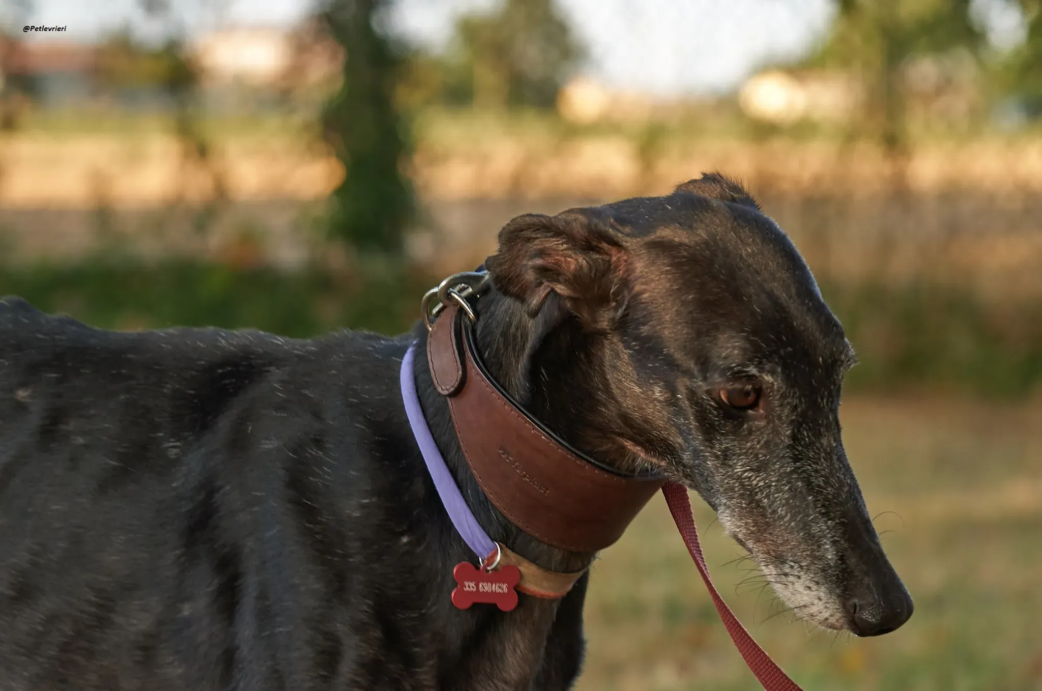 El Cid model galgo adozione lvrieri 19