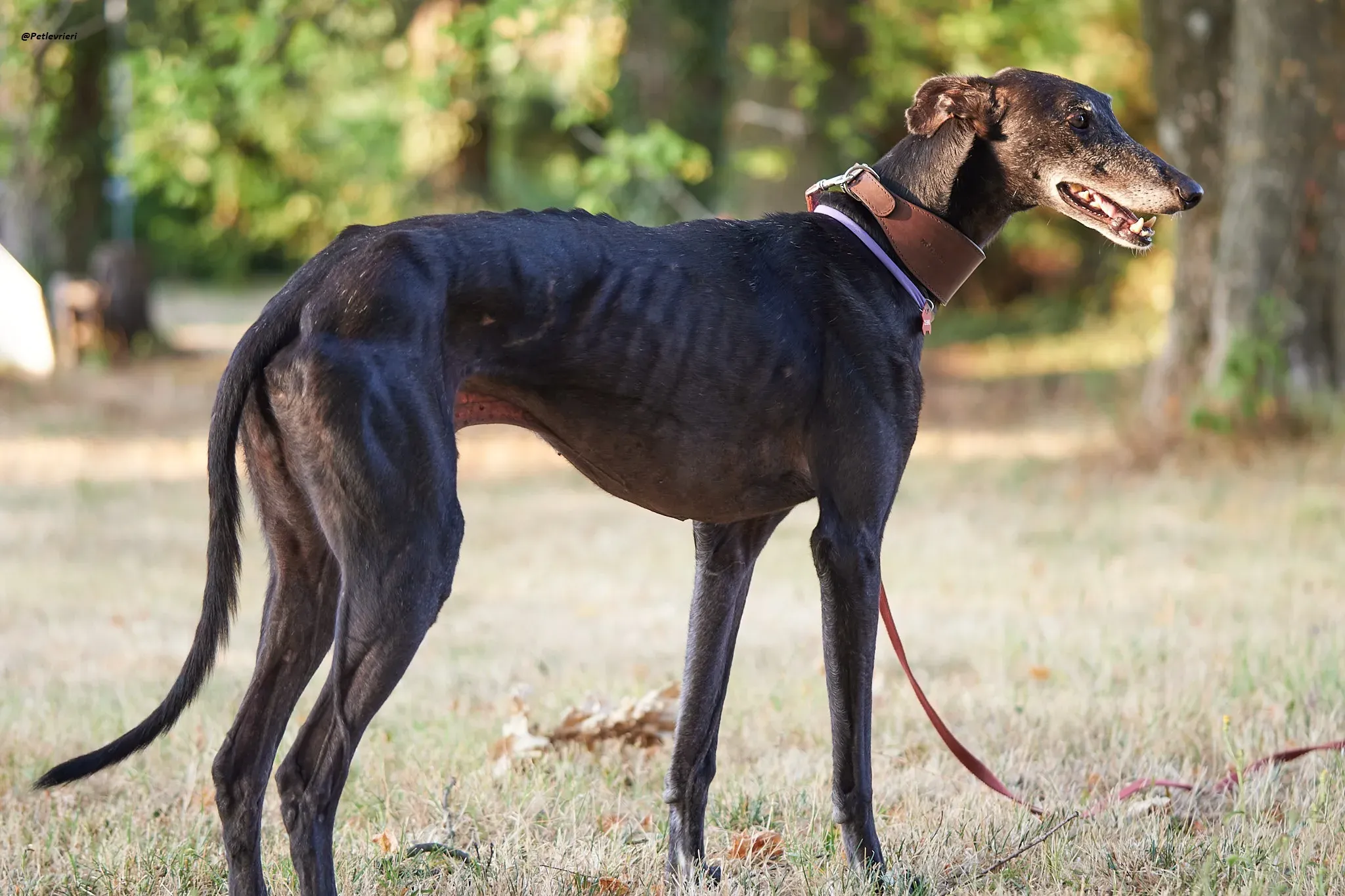 El Cid model galgo adozione lvrieri 2