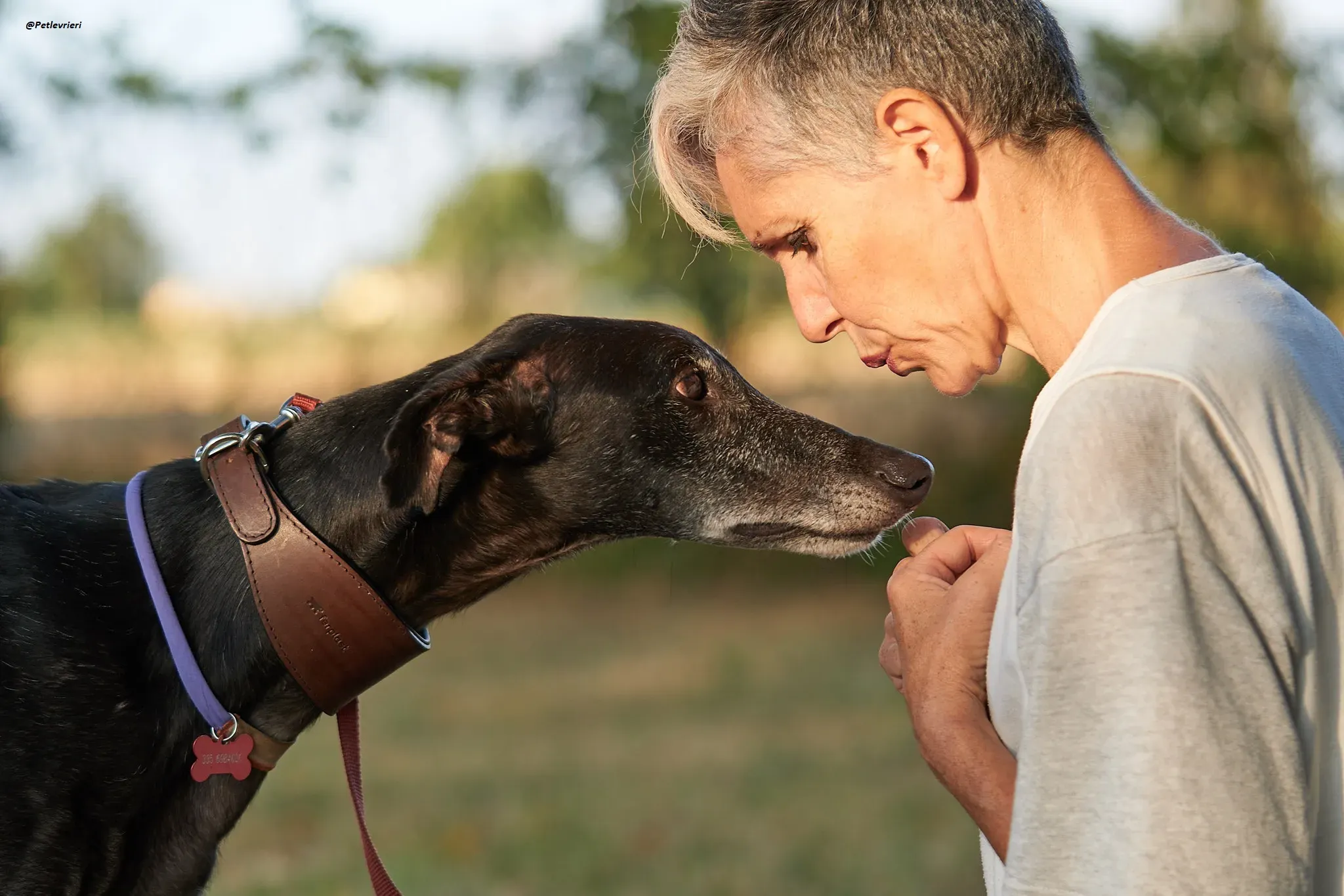 El Cid model galgo adozione lvrieri 20