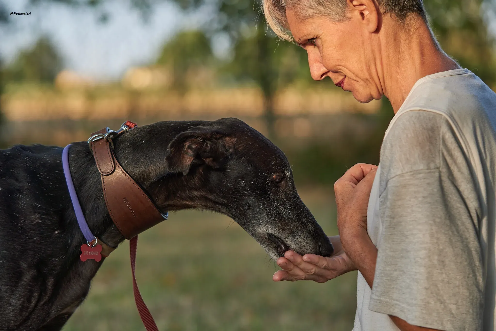 El Cid model galgo adozione lvrieri 21