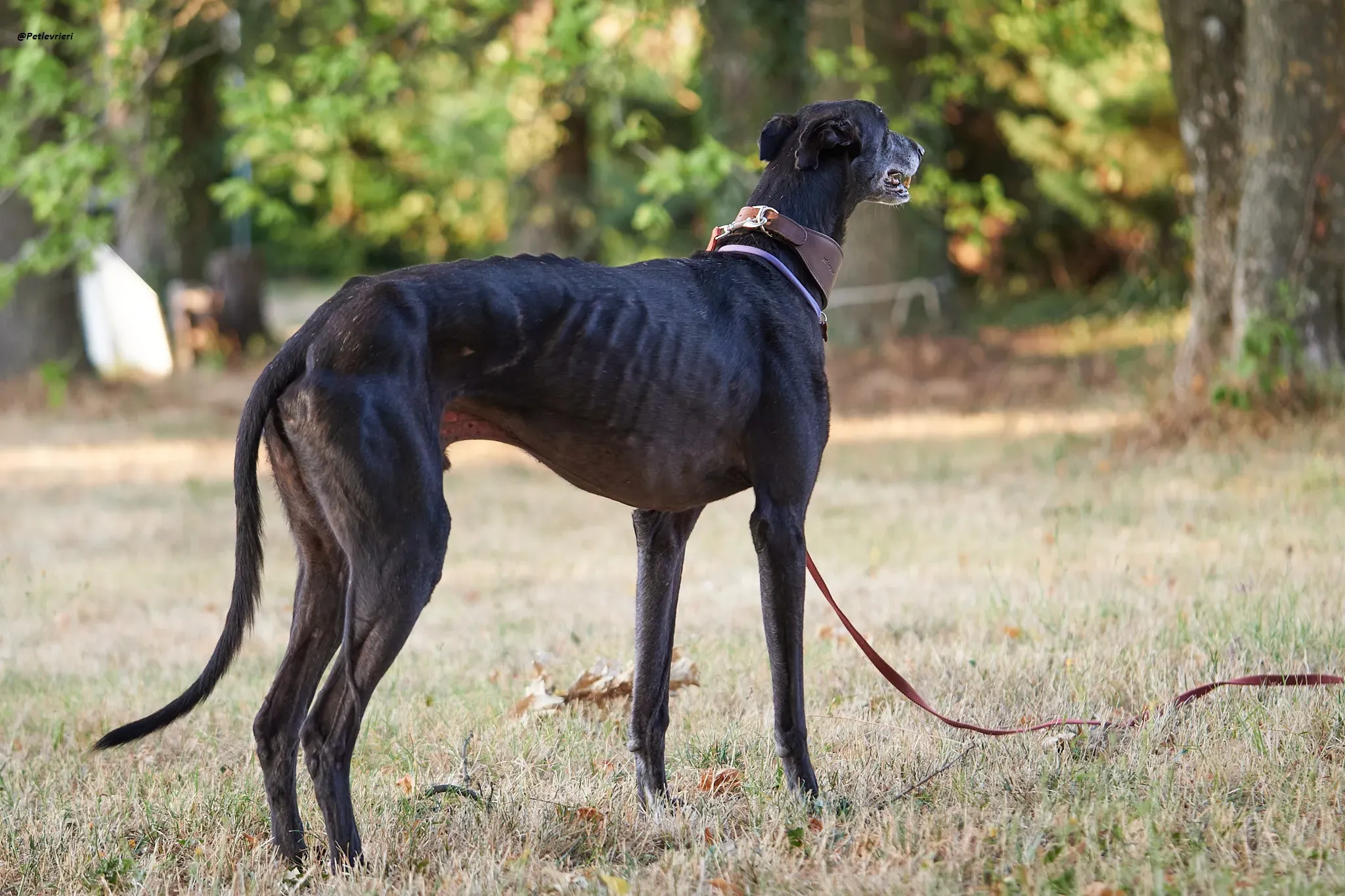 El Cid model galgo adozione lvrieri 3