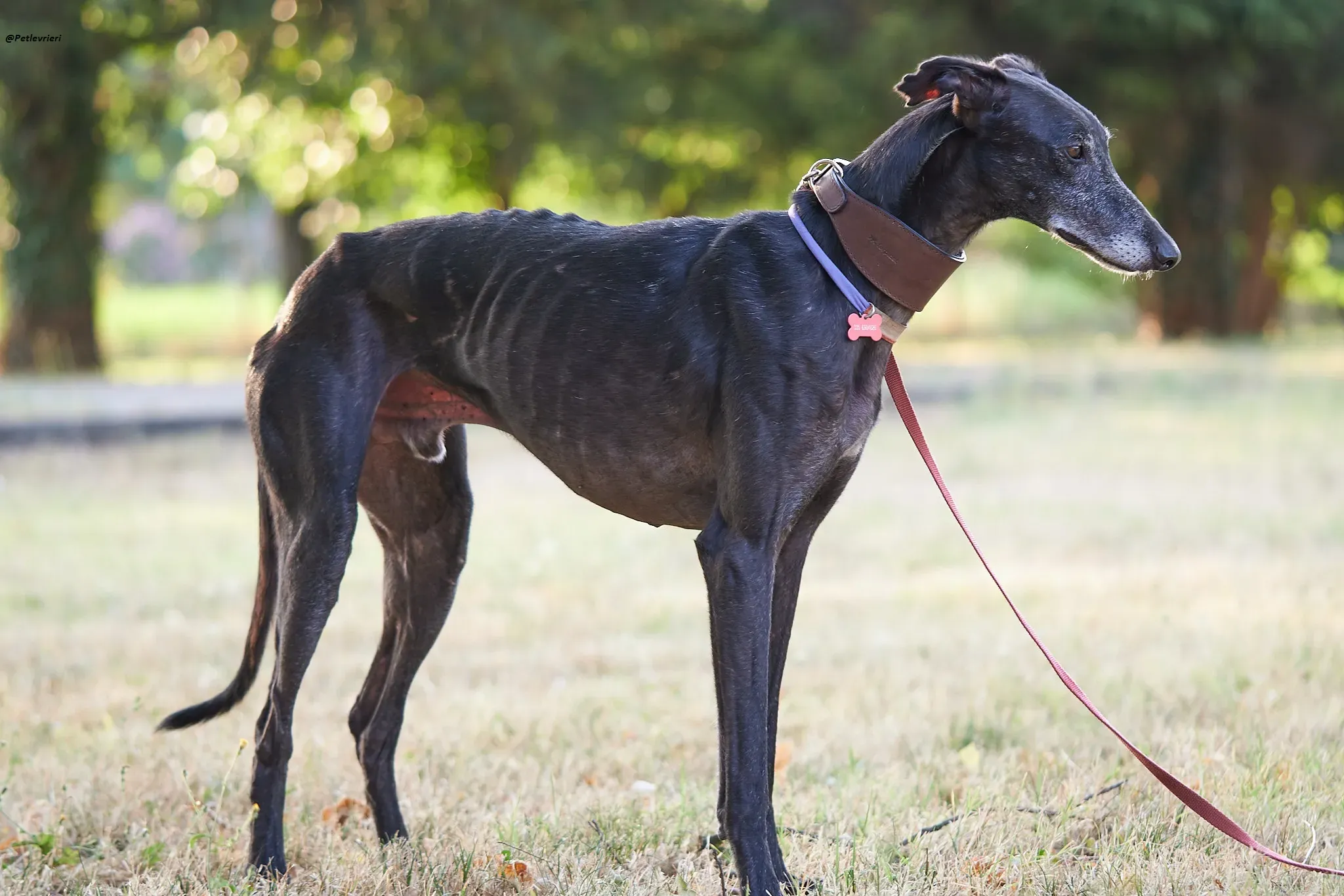 El Cid model galgo adozione lvrieri 4