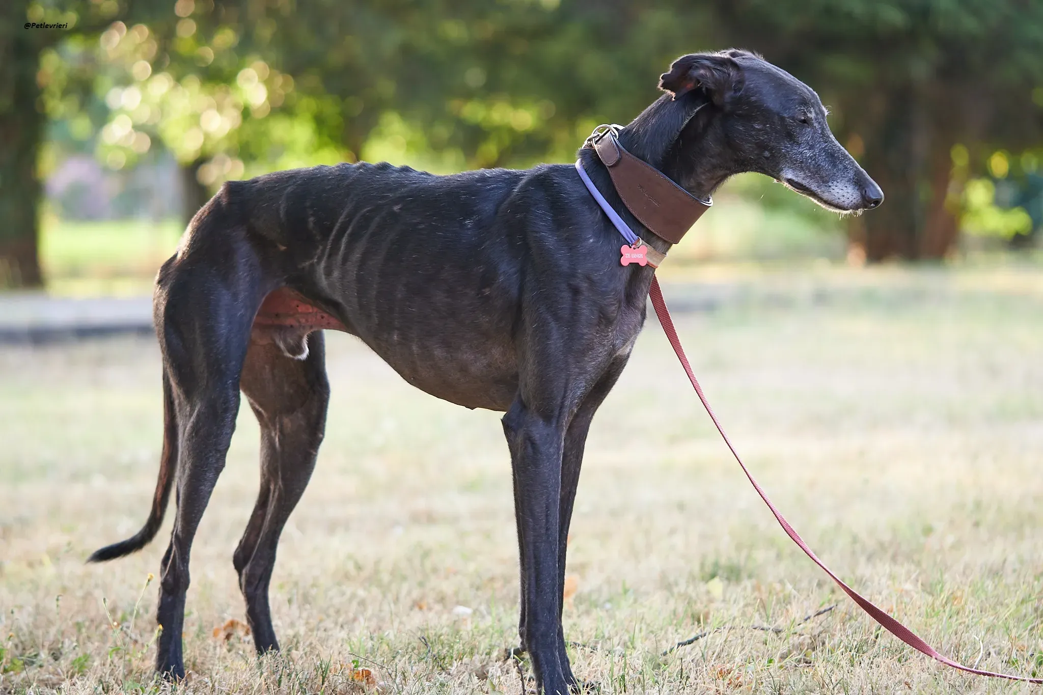 El Cid model galgo adozione lvrieri 5