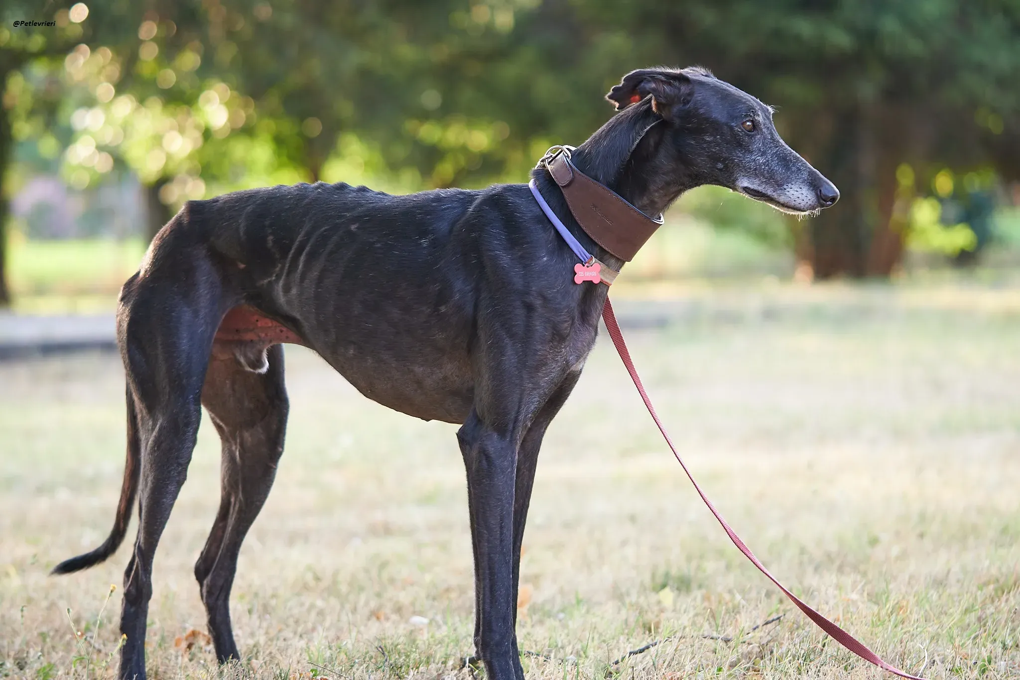 El Cid model galgo adozione lvrieri 6