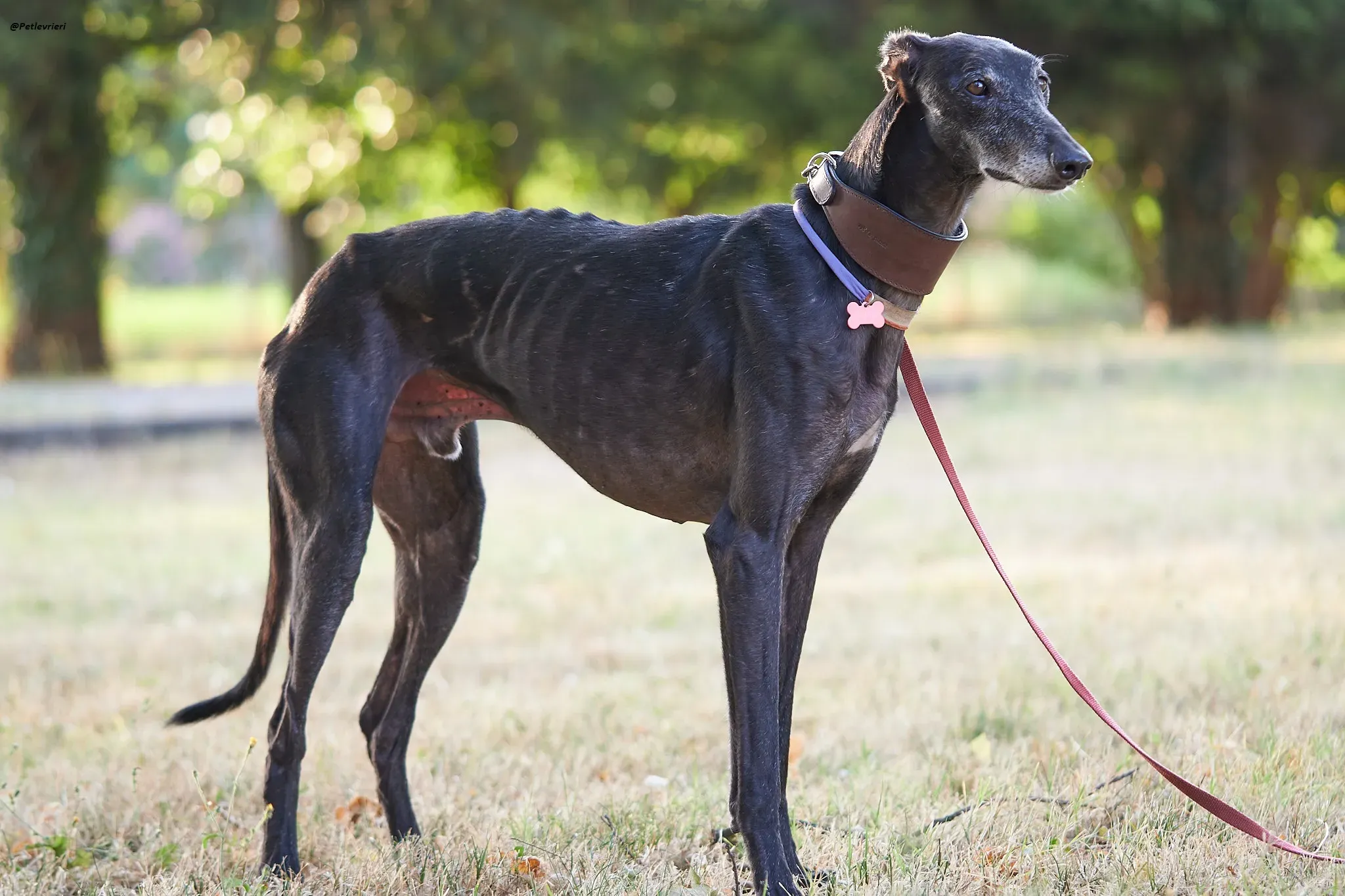 El Cid model galgo adozione lvrieri 7