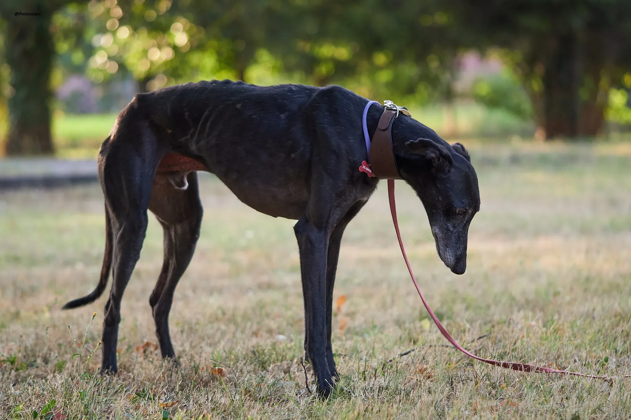 El Cid model galgo adozione lvrieri 8