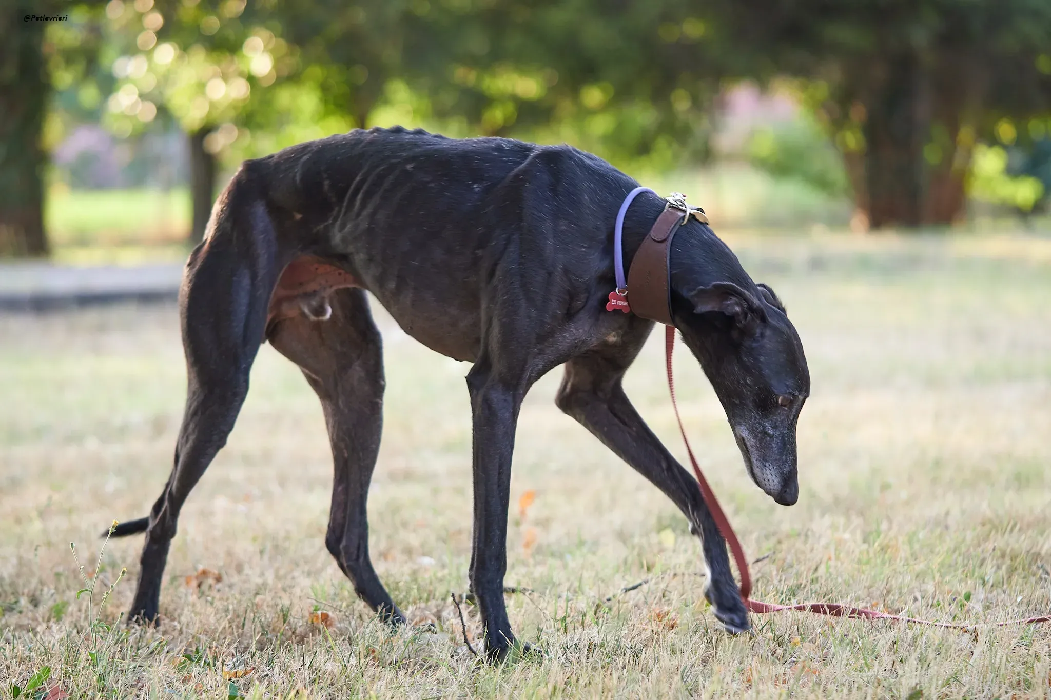 El Cid model galgo adozione lvrieri 9