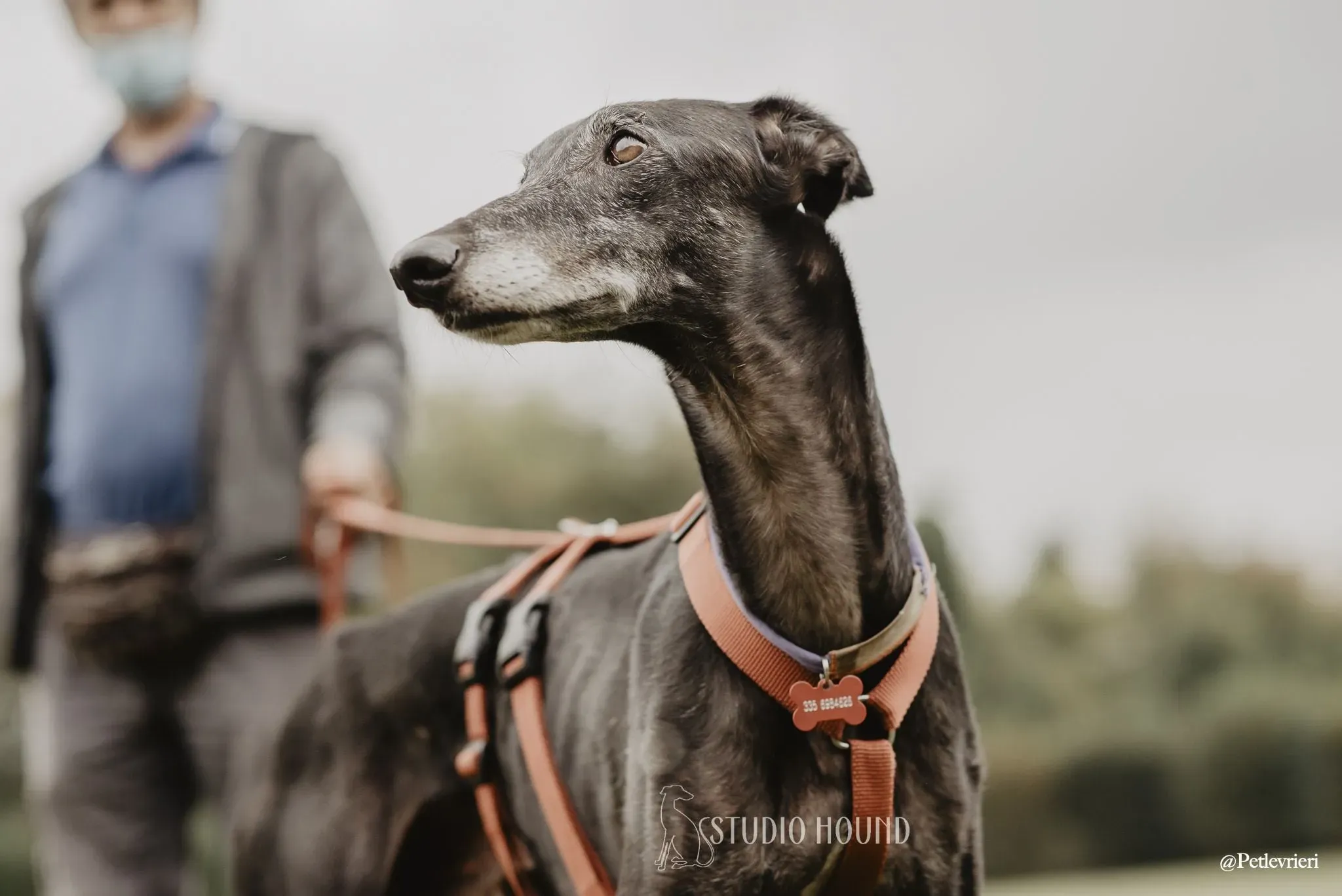 Elcid galgo adozione cane razza . levrieri 1