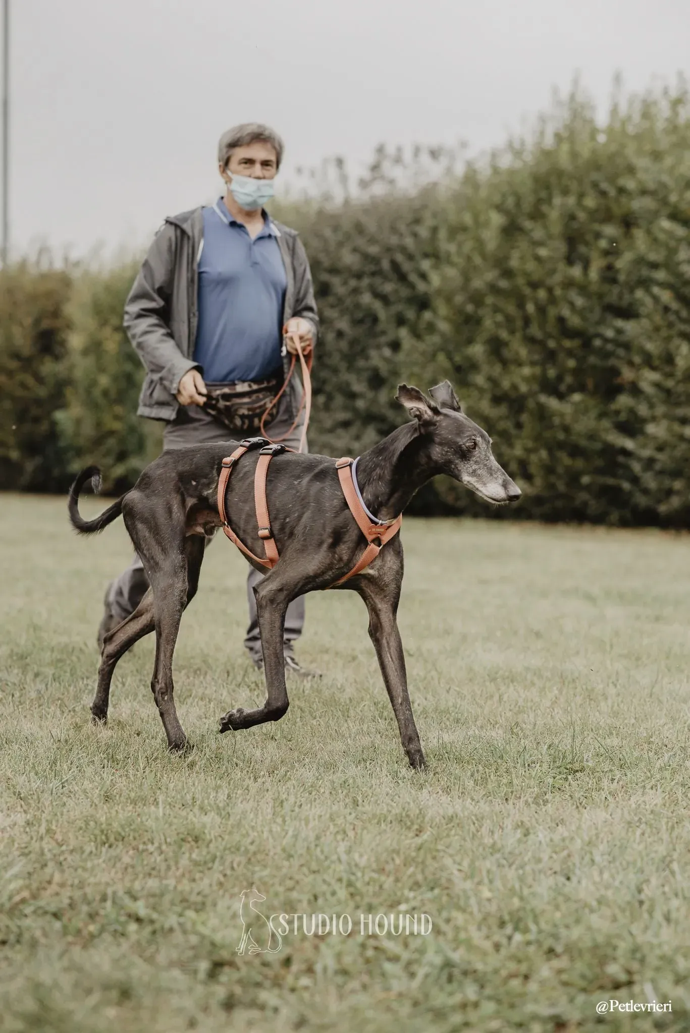 Elcid galgo adozione cane razza . levrieri 2