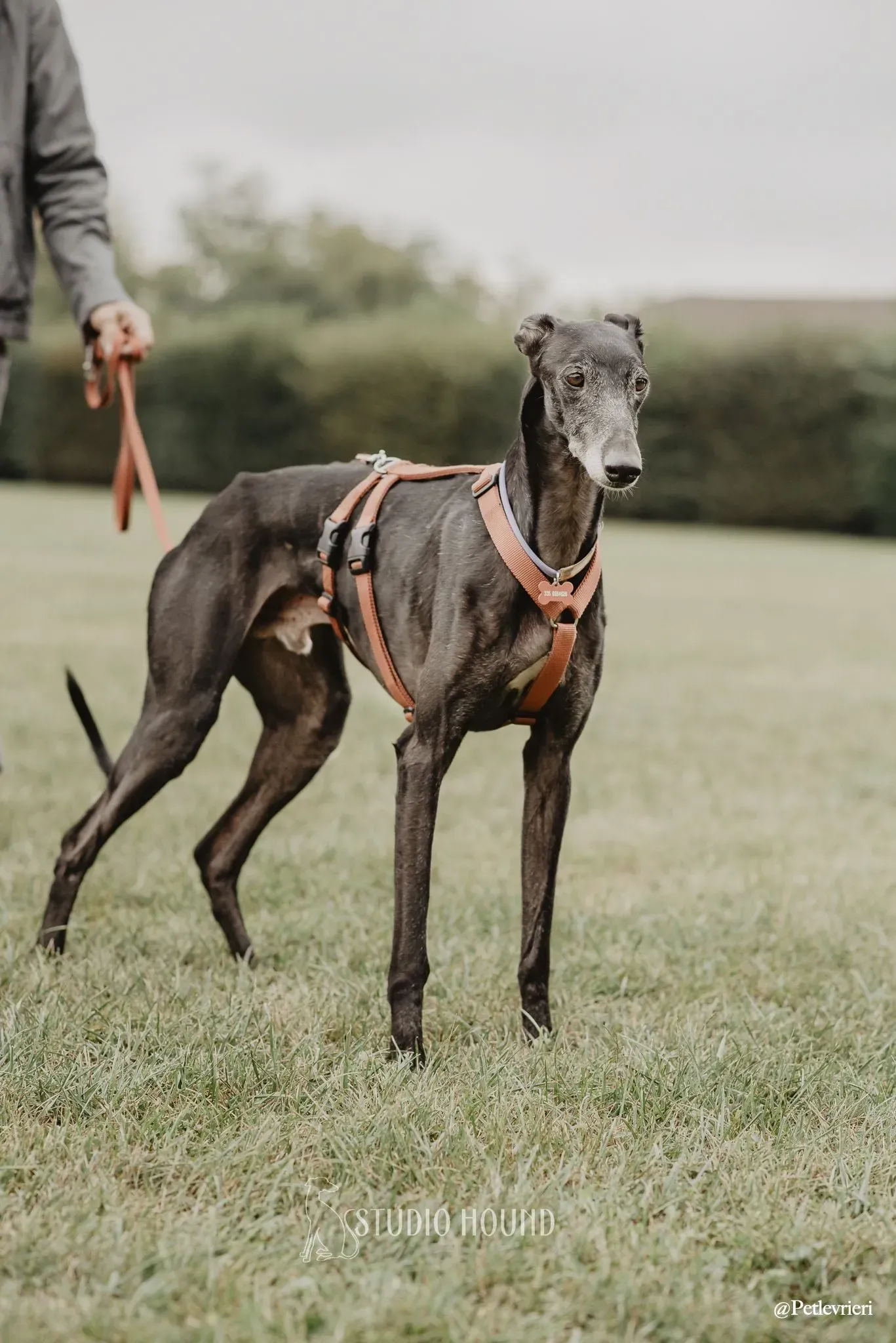Elcid galgo adozione cane razza . levrieri 3