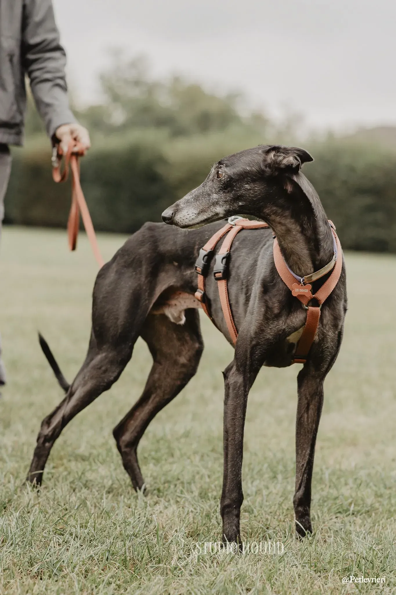 Elcid galgo adozione cane razza . levrieri 4