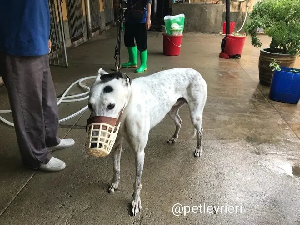 Elite Choice adozione greyhound macao 1