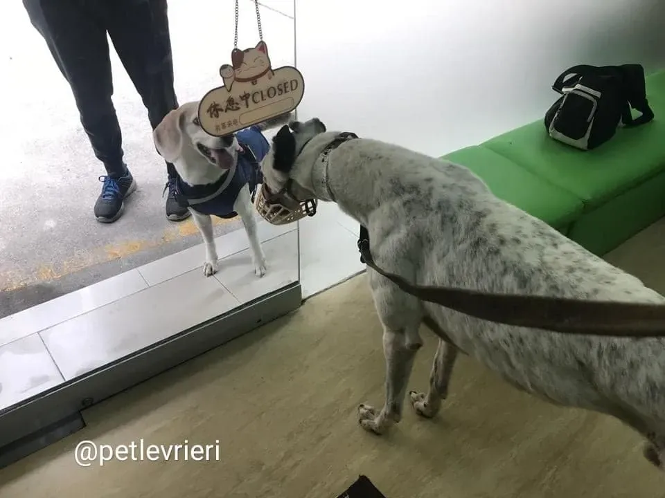 Elite Choice adozione greyhound macao 10